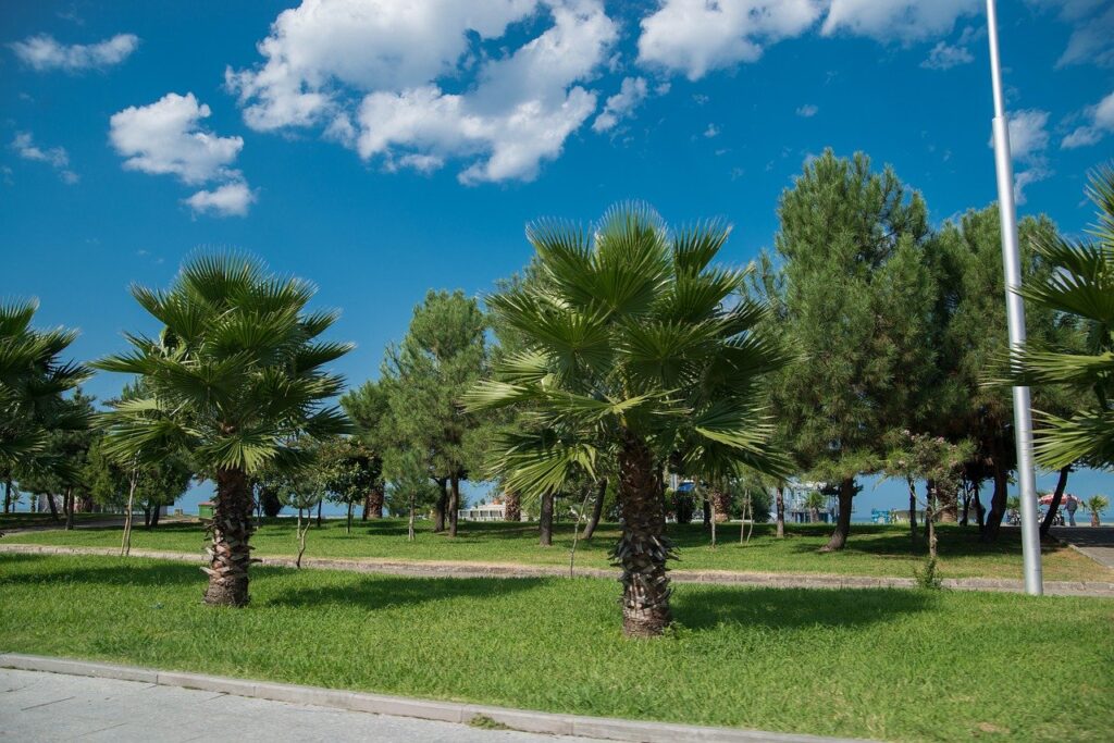 Palm Trees in Georgia